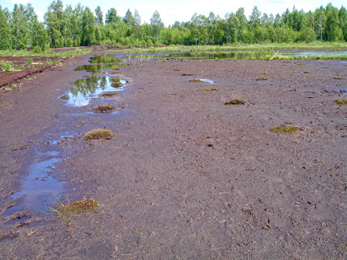 Aukstumala peatland