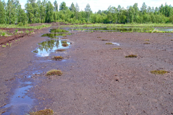 Aukštumala peatland