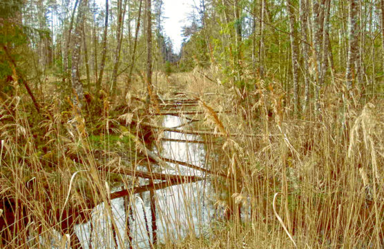 Drainage ditch in Baltezers Mire Nature Reserve